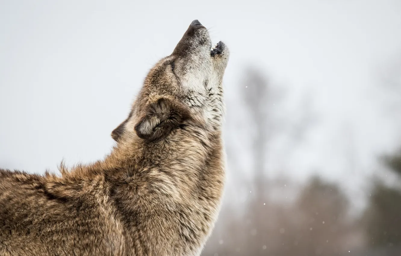 Photo wallpaper face, pose, grey, wolf, predator, profile, fur, howl
