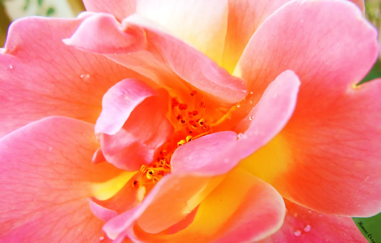 Photo wallpaper flower, summer, water, drops, macro, pink