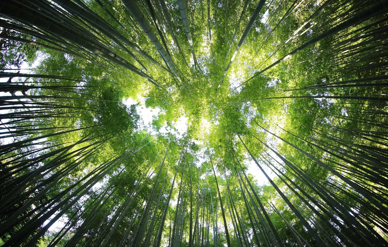 Photo wallpaper freshness, green leaves, bamboo, jungle, fresh, jungle, sunlight, bamboo