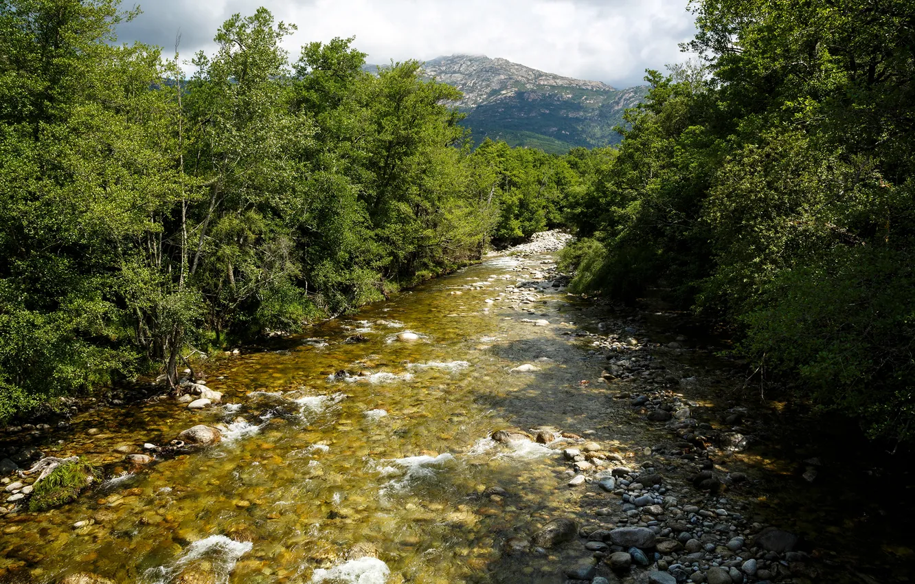 Photo wallpaper trees, mountains, nature, river