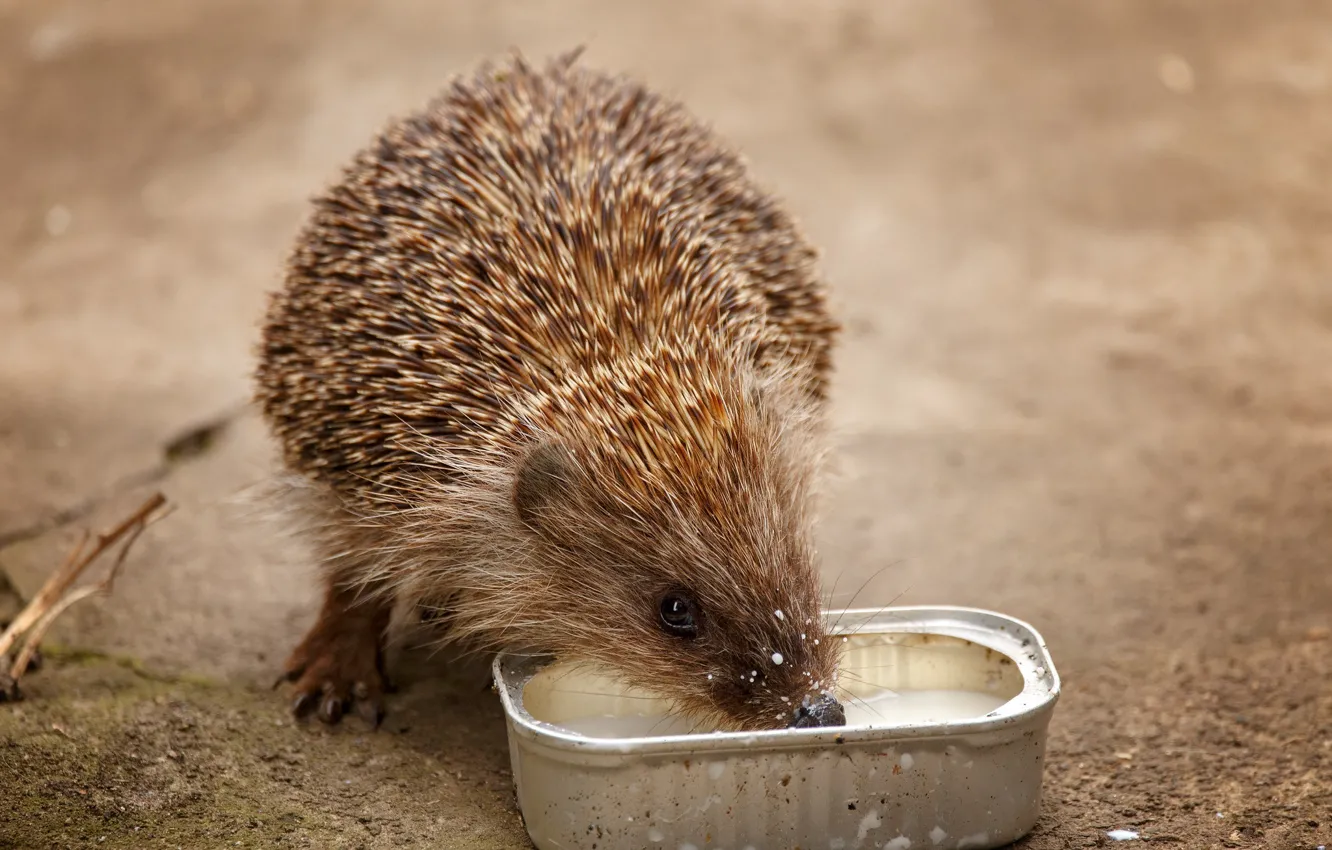 Photo wallpaper nature, milk, hedgehog