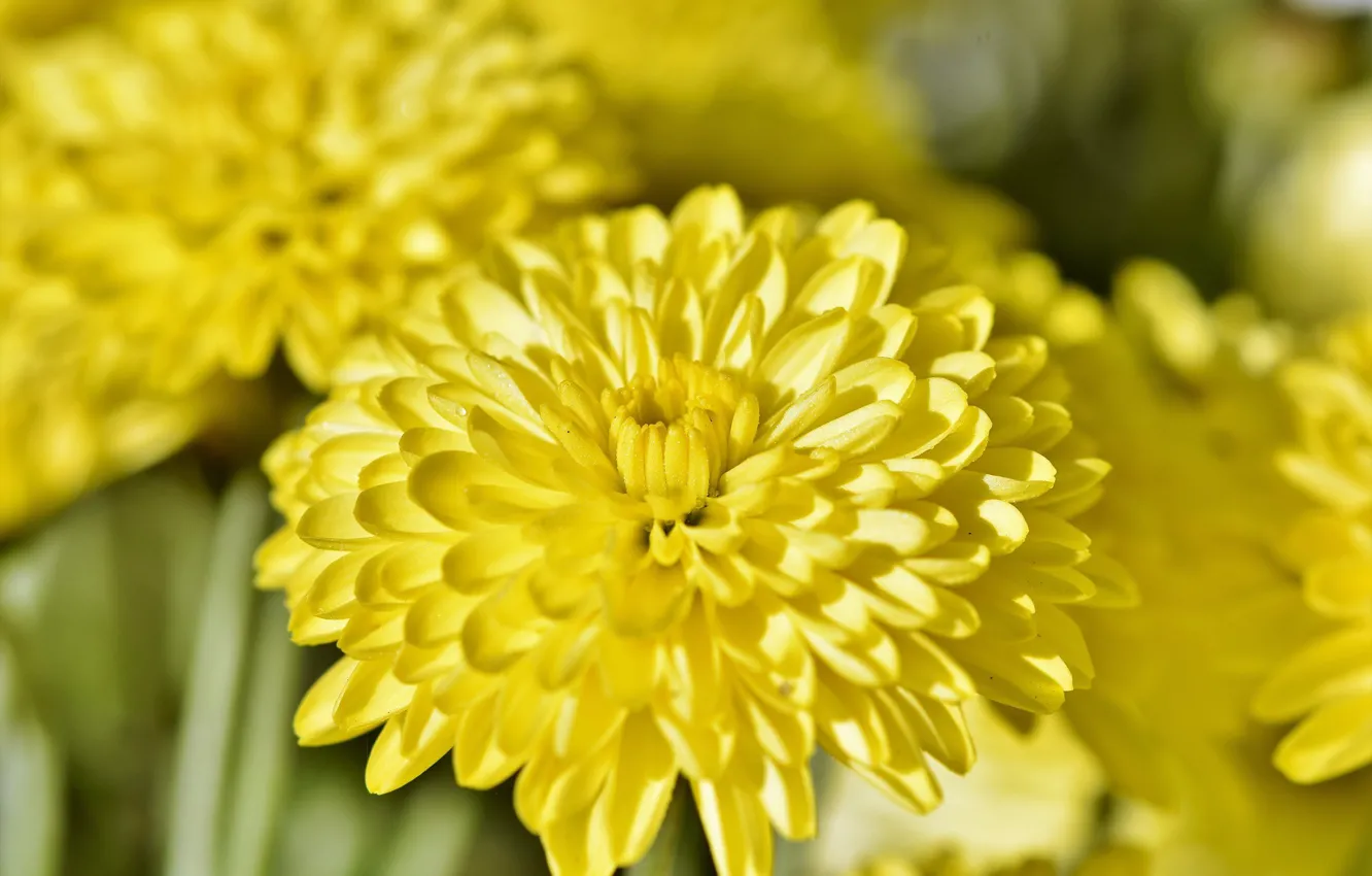 Photo wallpaper macro, flowers, yellow, chrysanthemum