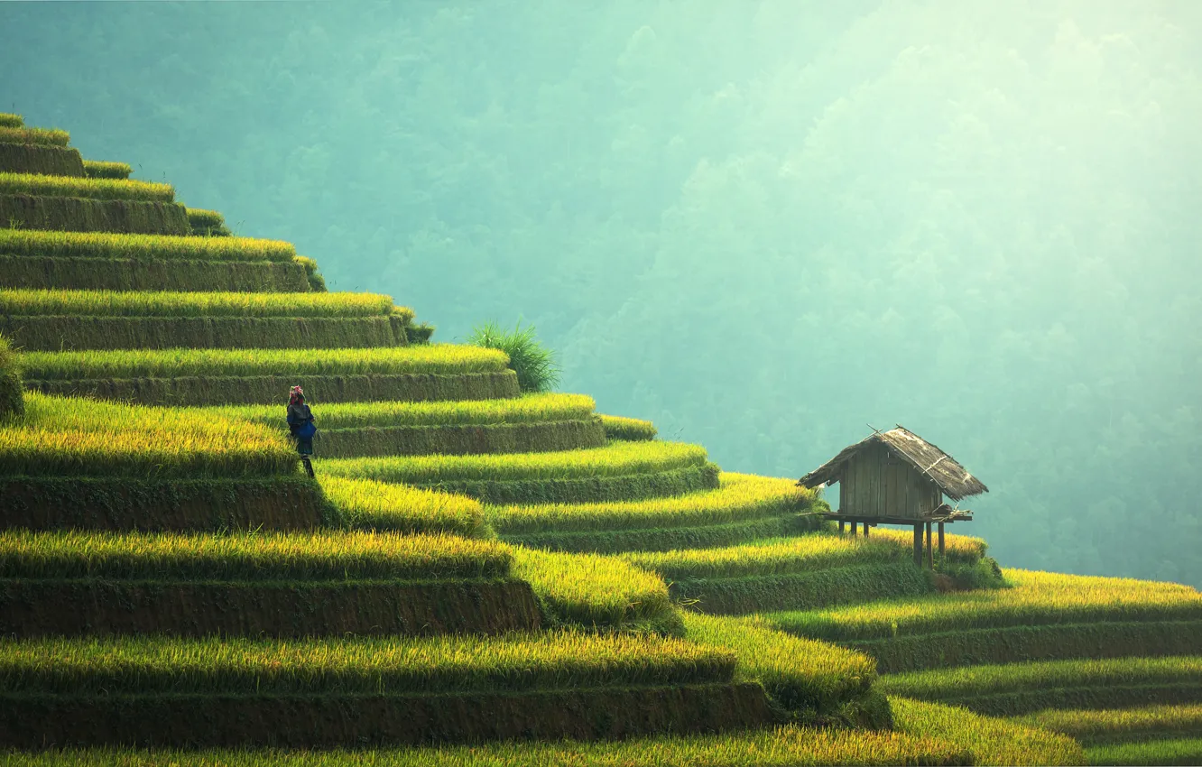 Photo wallpaper greens, grass, the sun, trees, mountains, China, Asia, haze