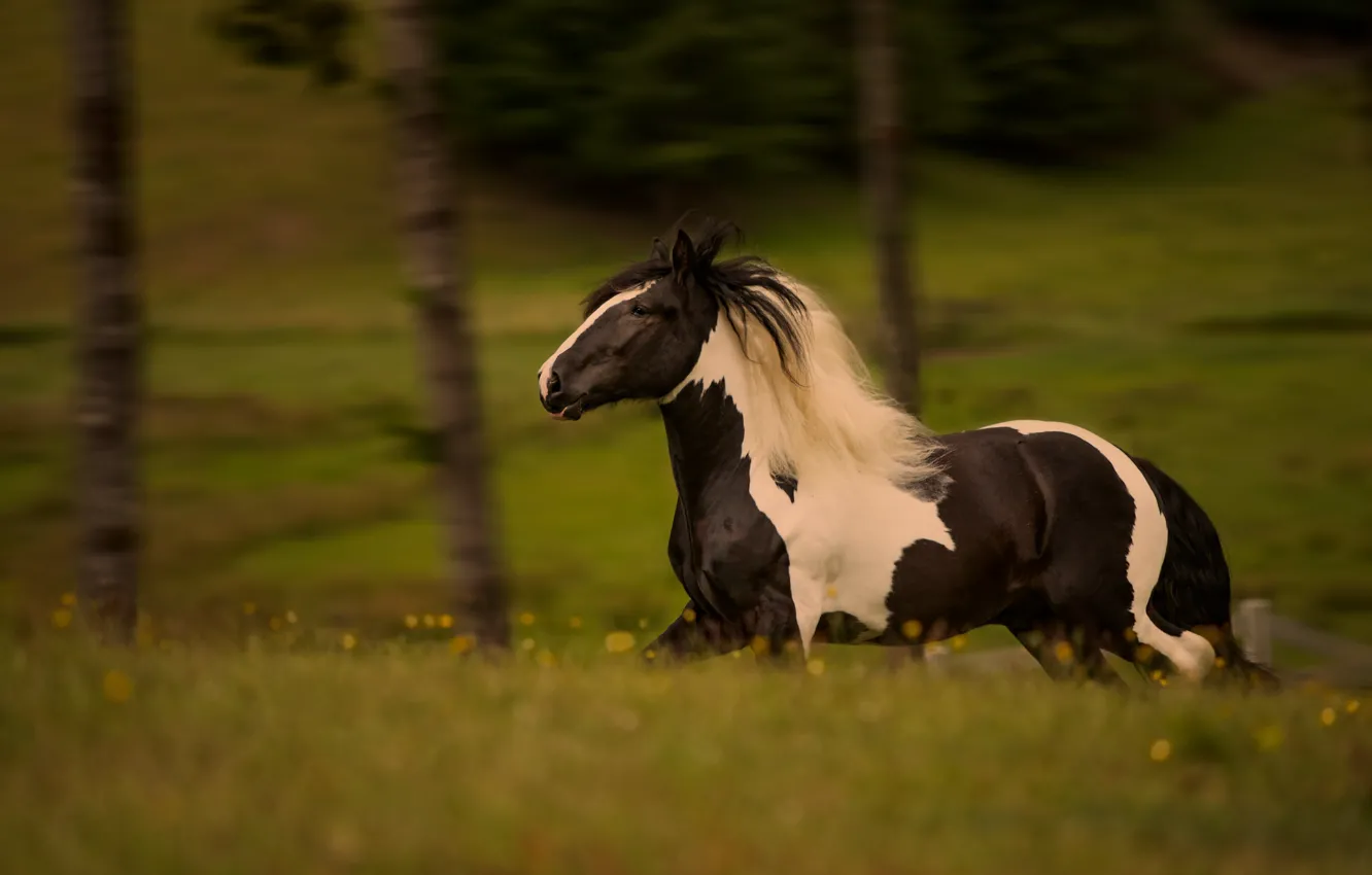 Photo wallpaper nature, horse, horse, meadow, running, black and white, walk, handsome