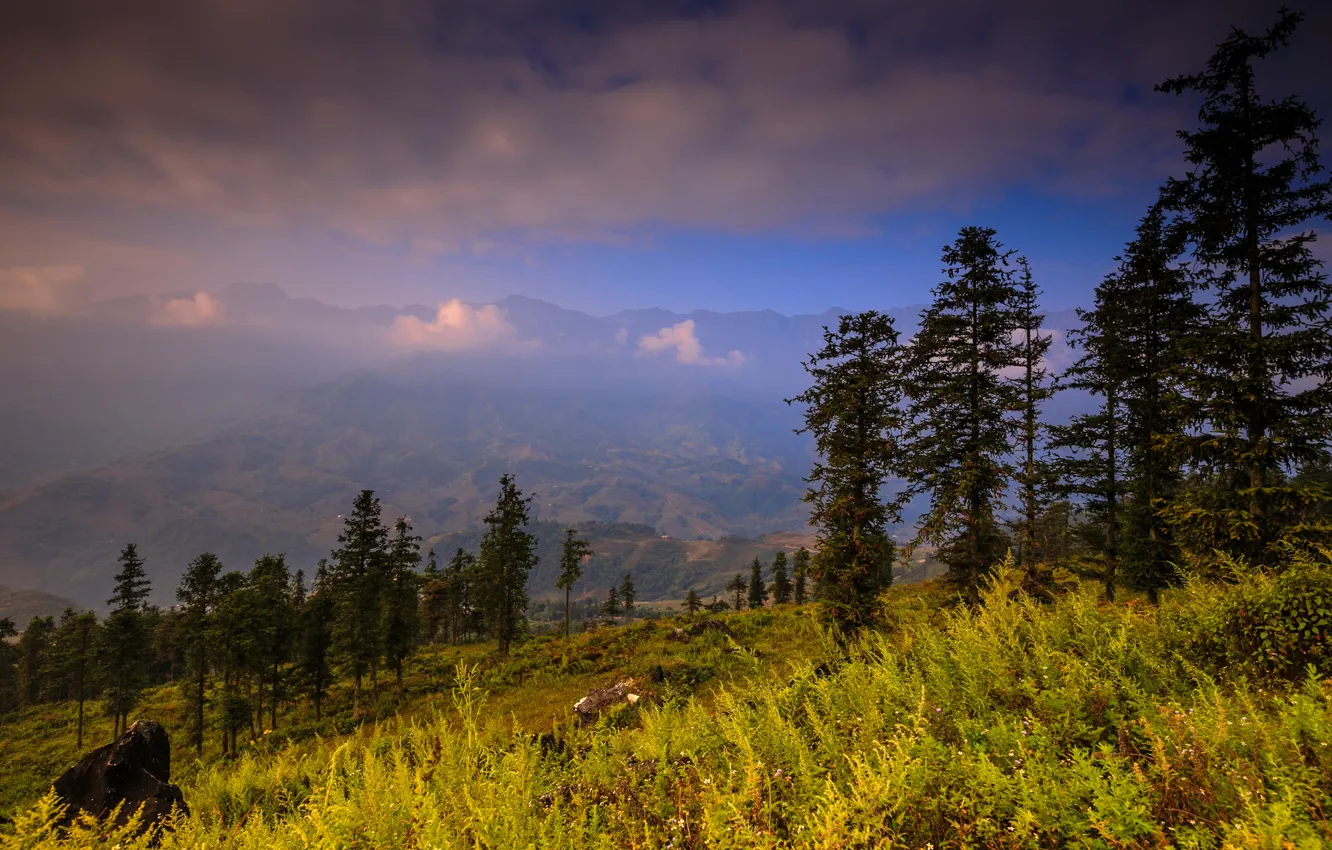 Photo wallpaper forest, summer, grass, clouds, trees, landscape, mountains, nature