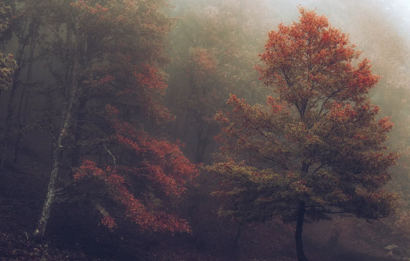 Photo wallpaper autumn, forest, trees, nature, fog, haze, the colors of autumn