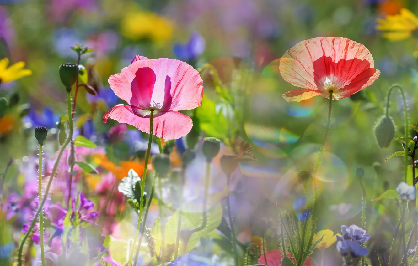 Photo wallpaper the sun, macro, glare, Maki, bokeh