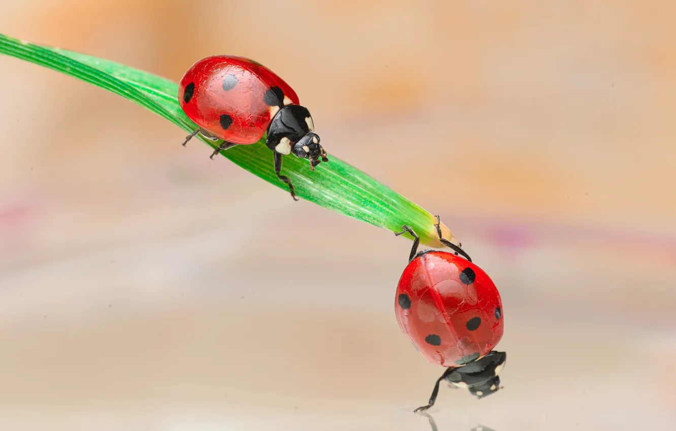 Photo wallpaper water, macro, reflection, background, two, leaf, ladybug, beetle