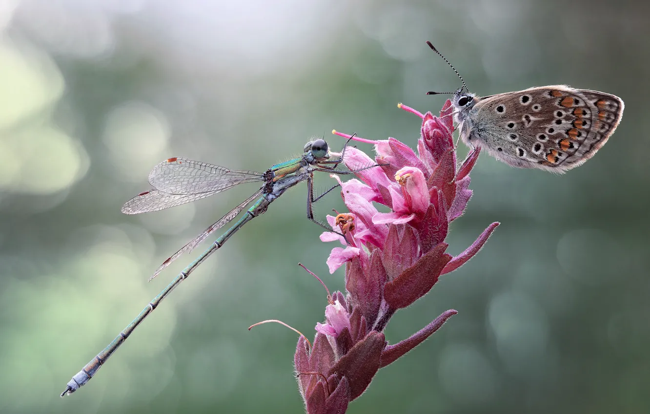 Photo wallpaper macro, dragonfly, insect