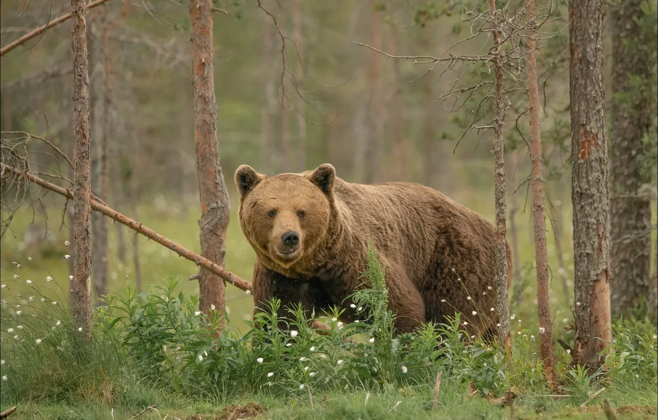 Photo wallpaper forest, summer, look, face, flowers, nature, pose, bear