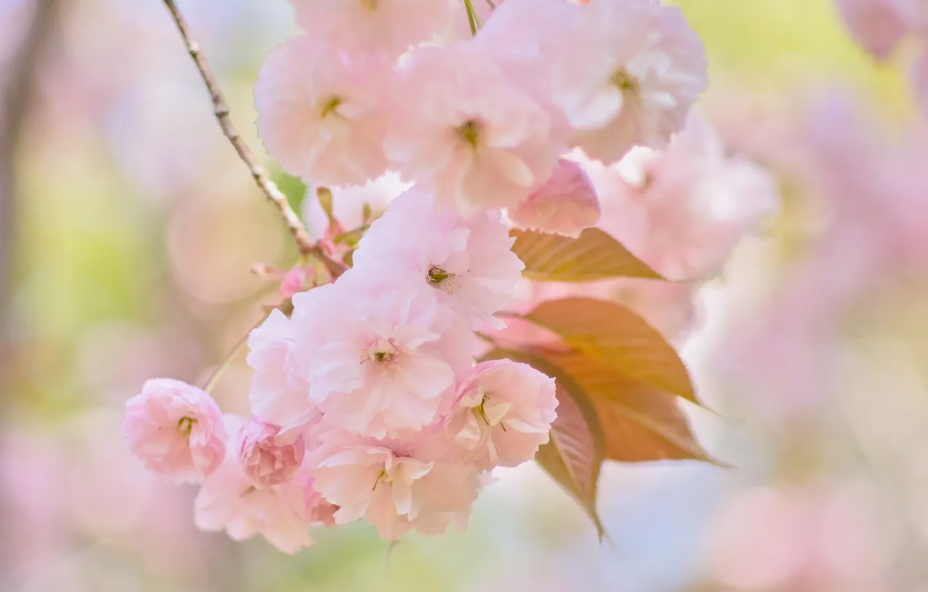 Photo wallpaper flowers, tenderness, spring, Sakura