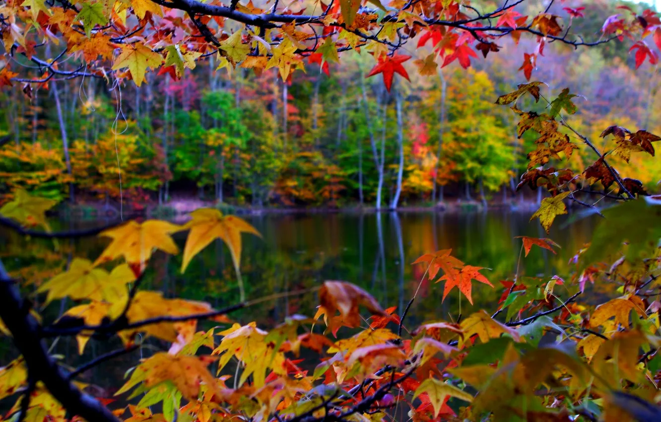 Photo wallpaper autumn, leaves, macro, landscape, nature