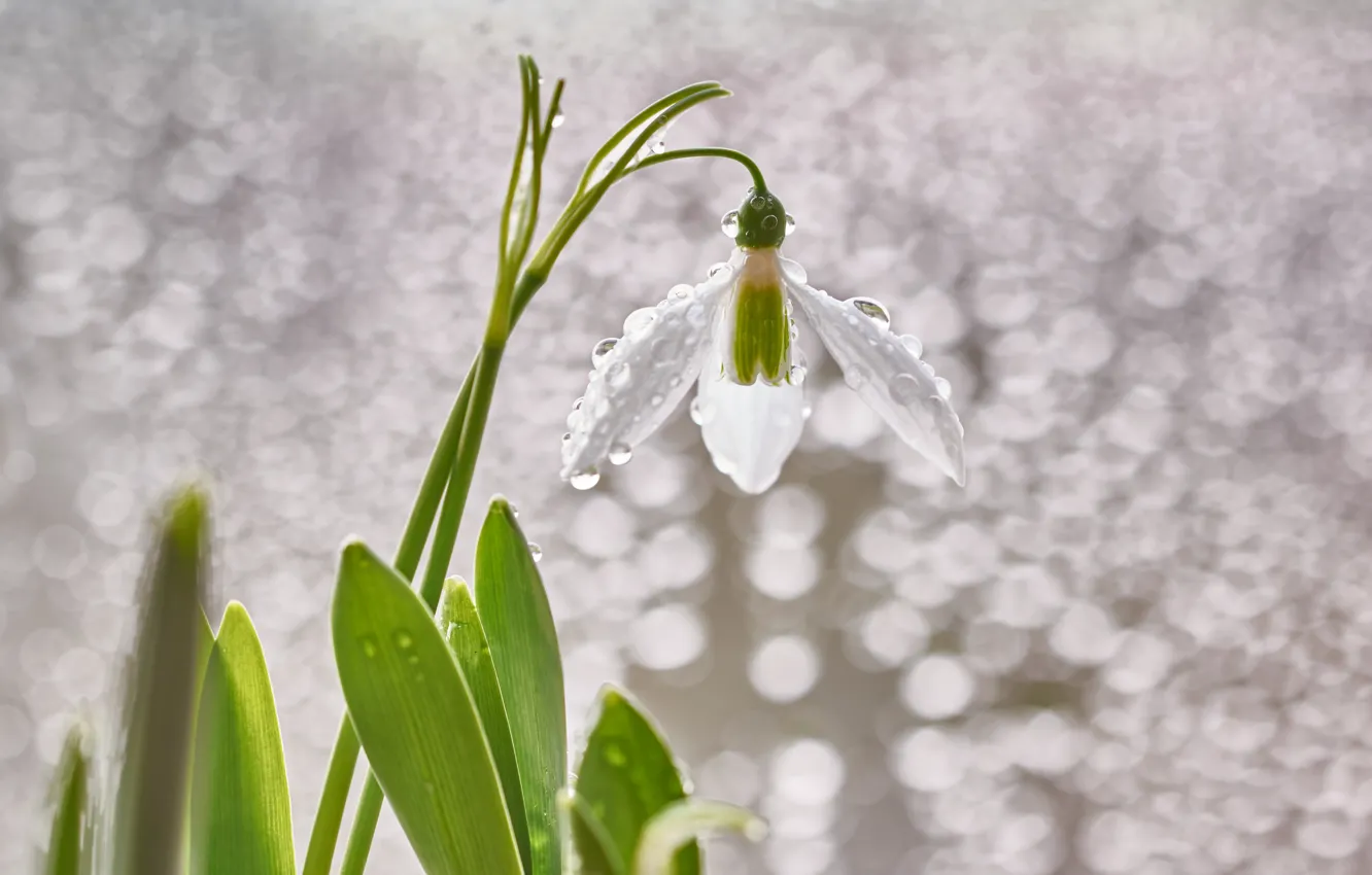 Photo wallpaper flowers, spring, snowdrops, bokeh