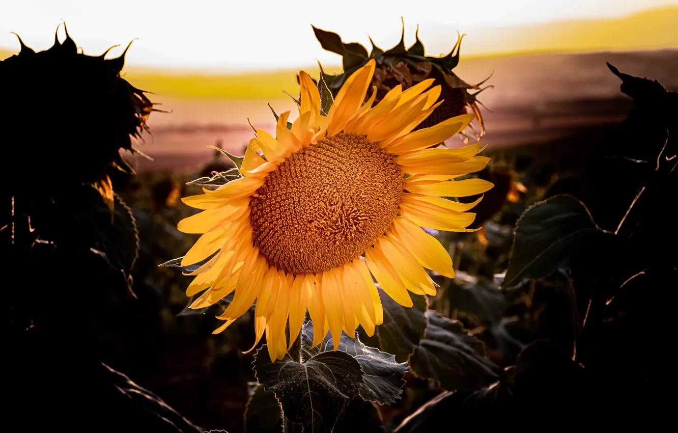 Photo wallpaper summer, sunflowers, nature