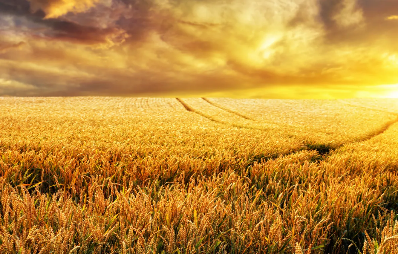 Photo wallpaper field, clouds, sunset, nature, dawn, ears