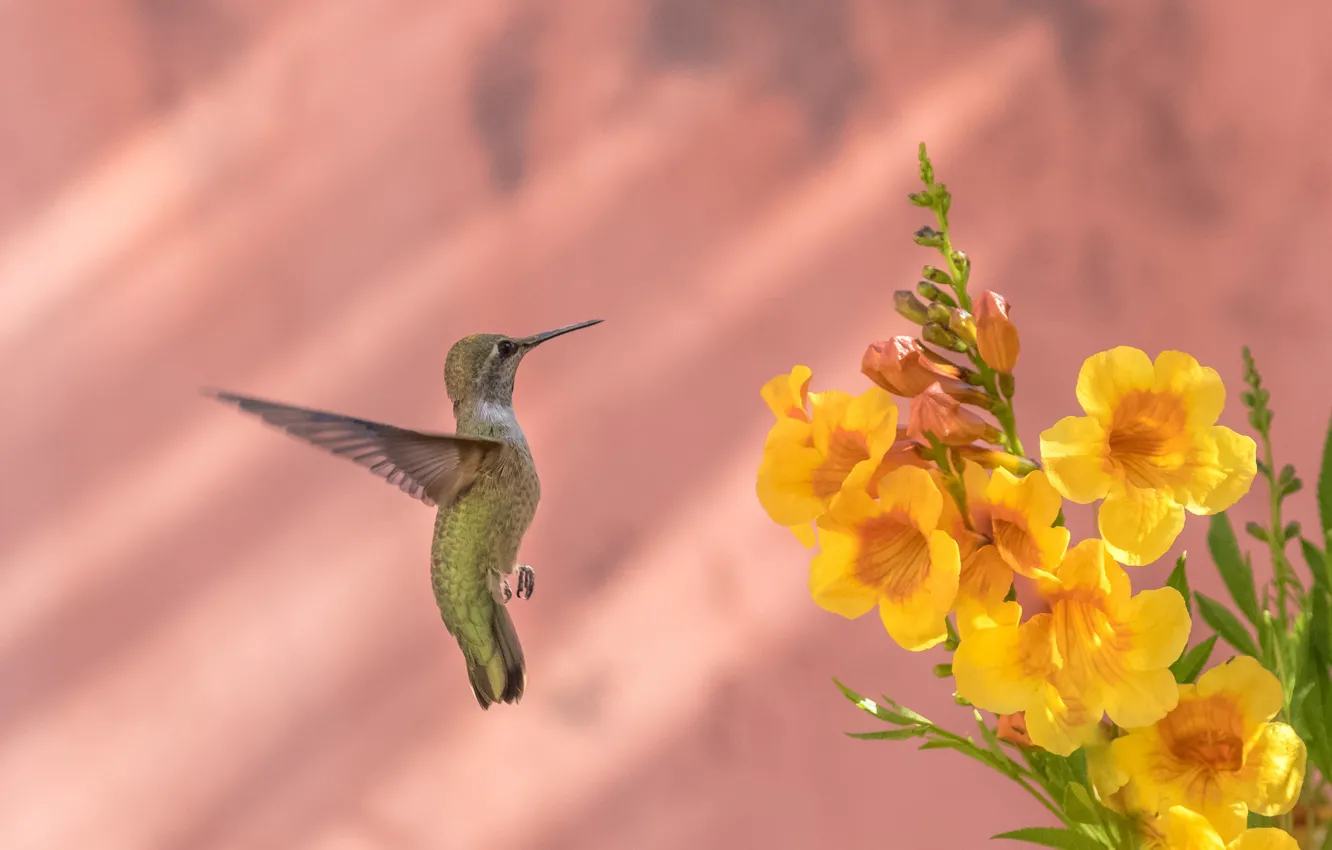 Photo wallpaper flowers, bird, feathers, beak, Hummingbird, Calypte Anna, Bignonia