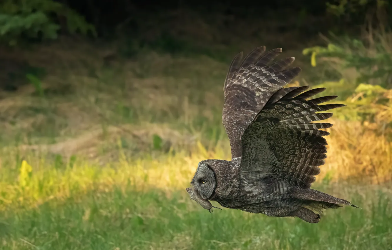 Photo wallpaper owl, bird, mining