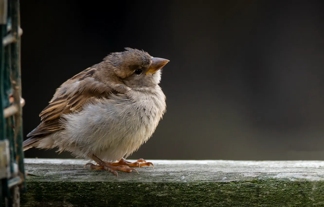 Photo wallpaper background, bird, Sparrow