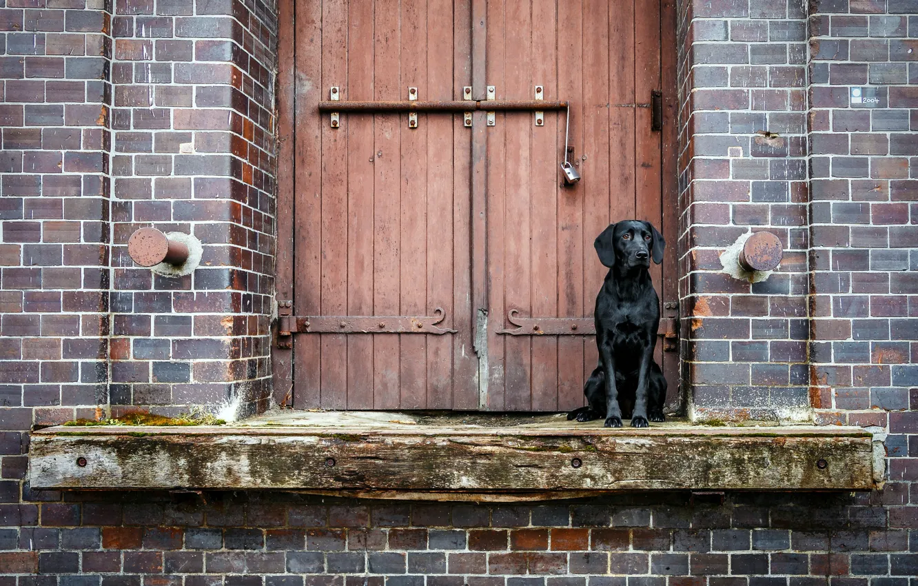 Photo wallpaper house, dog, the door