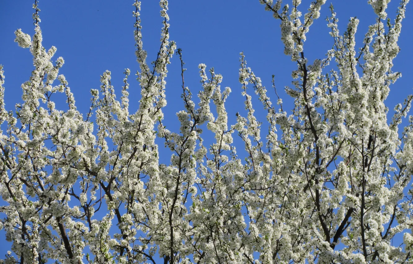 Photo wallpaper Flowers, Tree, Drain, Meduzanol ©, Spring 2018