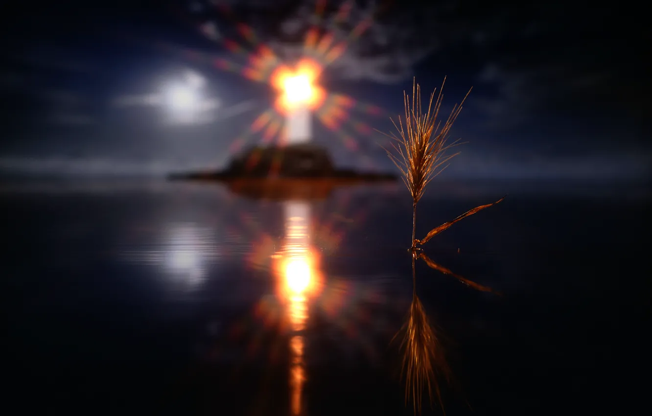 Photo wallpaper water, the sun, reflection, spikelets