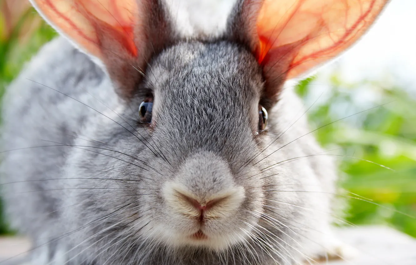 Photo wallpaper animals, rabbit, eared