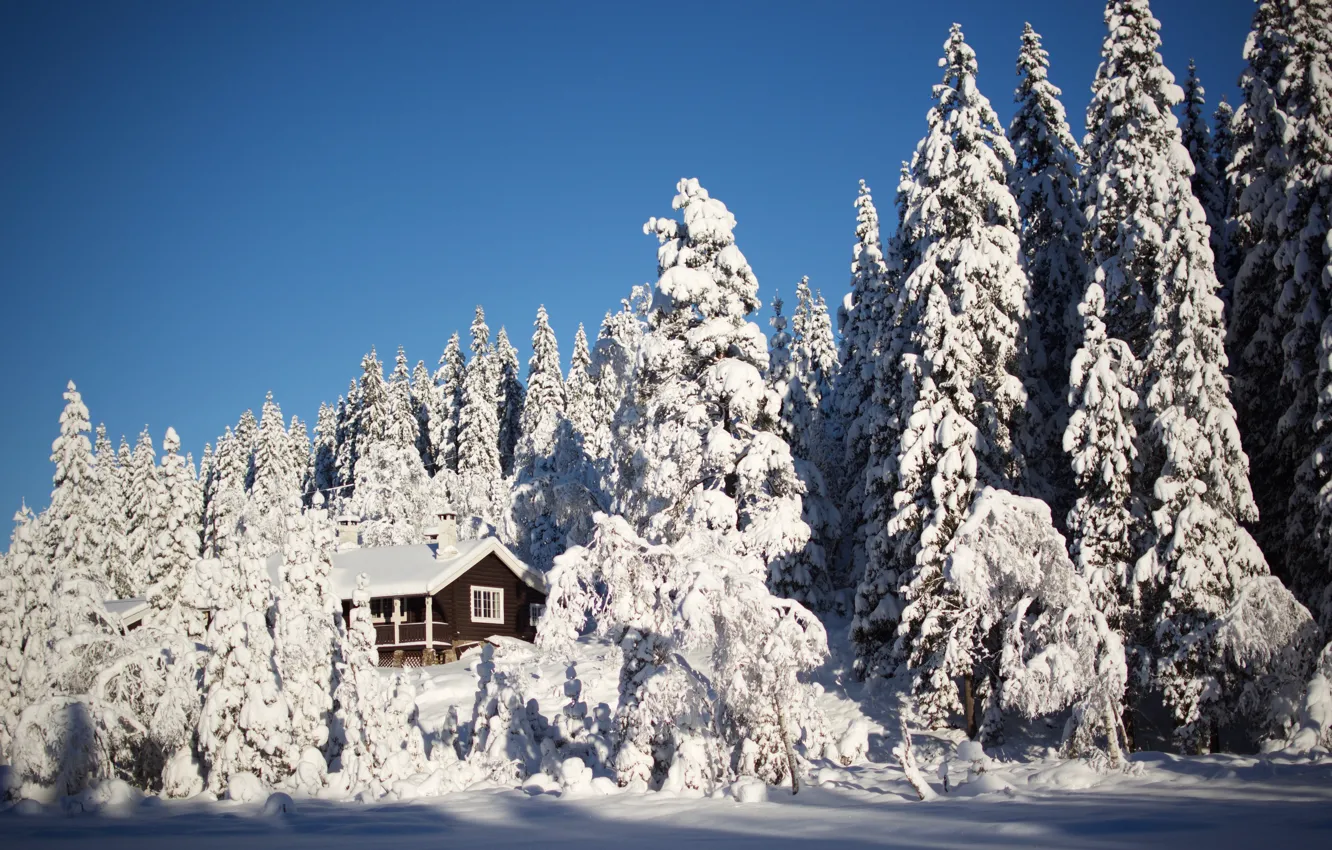 Photo wallpaper winter, forest, the sky, light, snow, comfort, house, blue