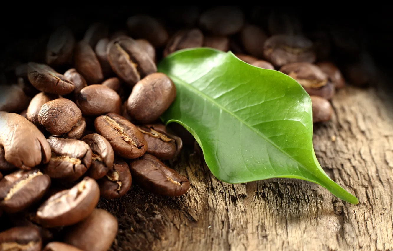 Photo wallpaper trees, coffee, grain, leaf
