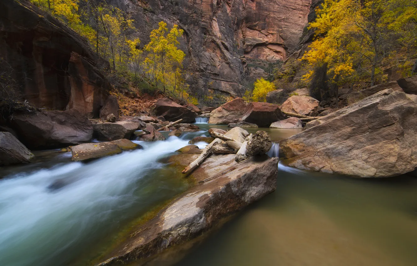Photo wallpaper autumn, trees, river, stones, rocks, canyon, gorge, Zion National Park