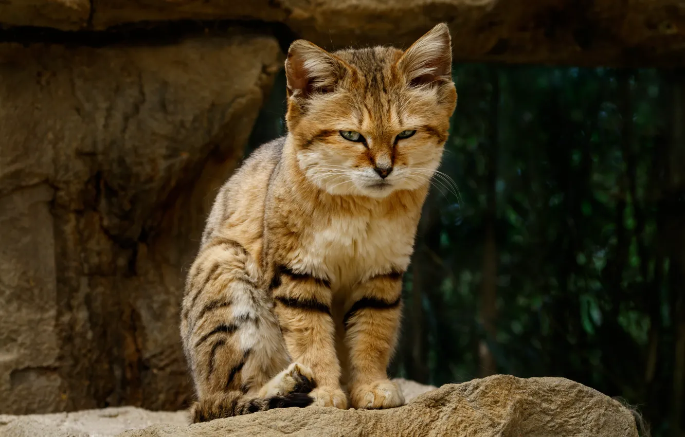 Photo wallpaper look, stones, sitting, Sand cat, sandy the cat