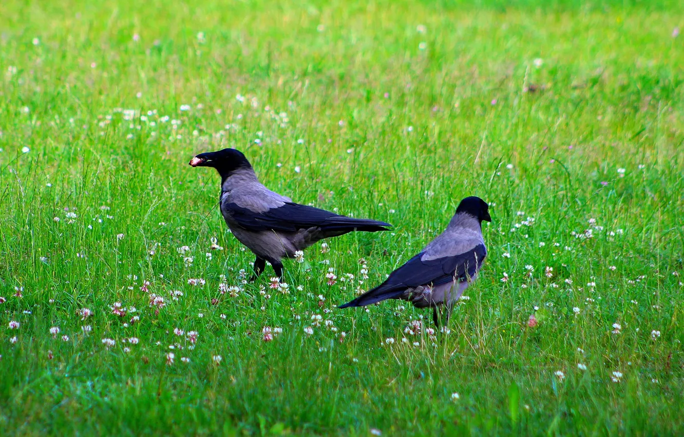 Photo wallpaper dark, grass, bird