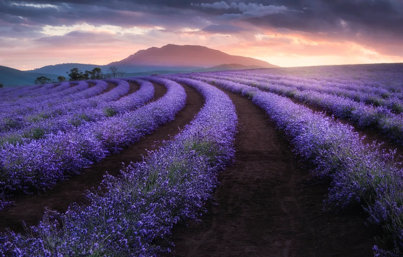Photo wallpaper field, flowers, mountain, Australia, lavender, plantation, Australia, Tasmania