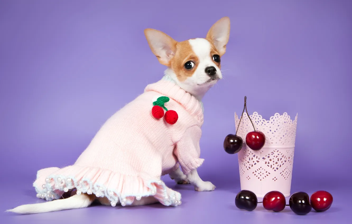 Photo wallpaper cherry, berries, dress, Chihuahua