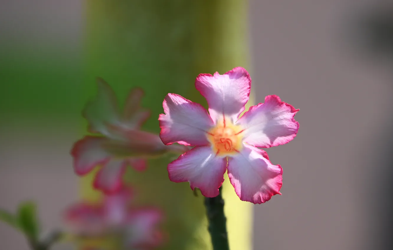 Photo wallpaper green, pink, Wallpaper 4k, Flower 4K, Adenium