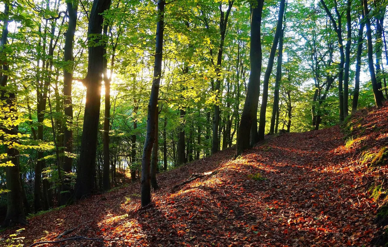 Photo wallpaper forest, tree, sun