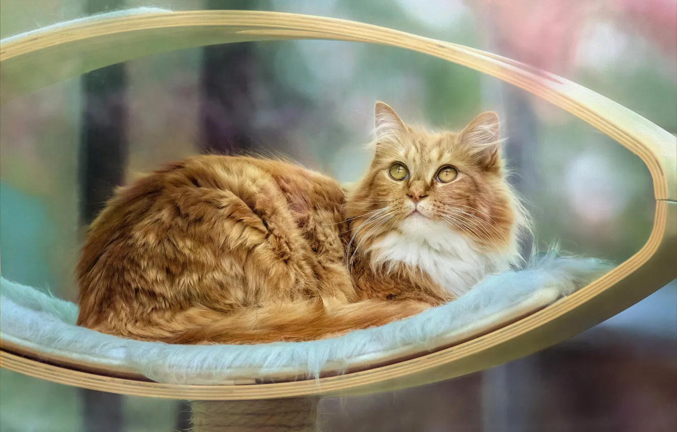 Photo wallpaper cat, cat, look, background, treatment, red, bench