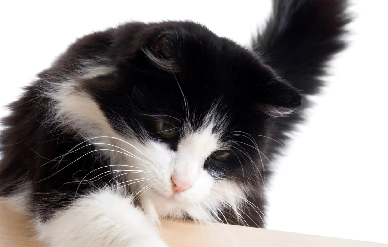 Photo wallpaper cat, mustache, paws, Tomcat, tail.