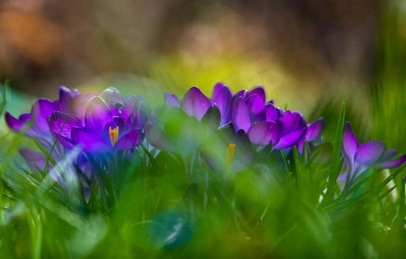 Photo wallpaper greens, purple, flowers, glade, blur, spring, crocuses, bokeh