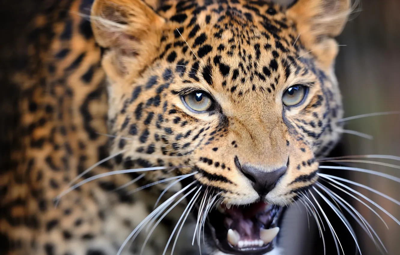 Photo wallpaper close-up, blur, leopard, wild cat, leopard, animals, nature, bokeh