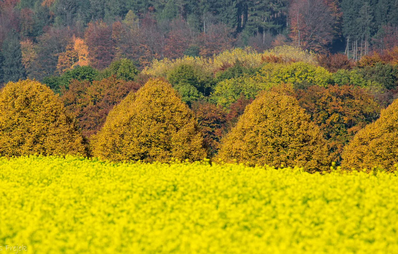 Photo wallpaper field, forest, trees, flowers