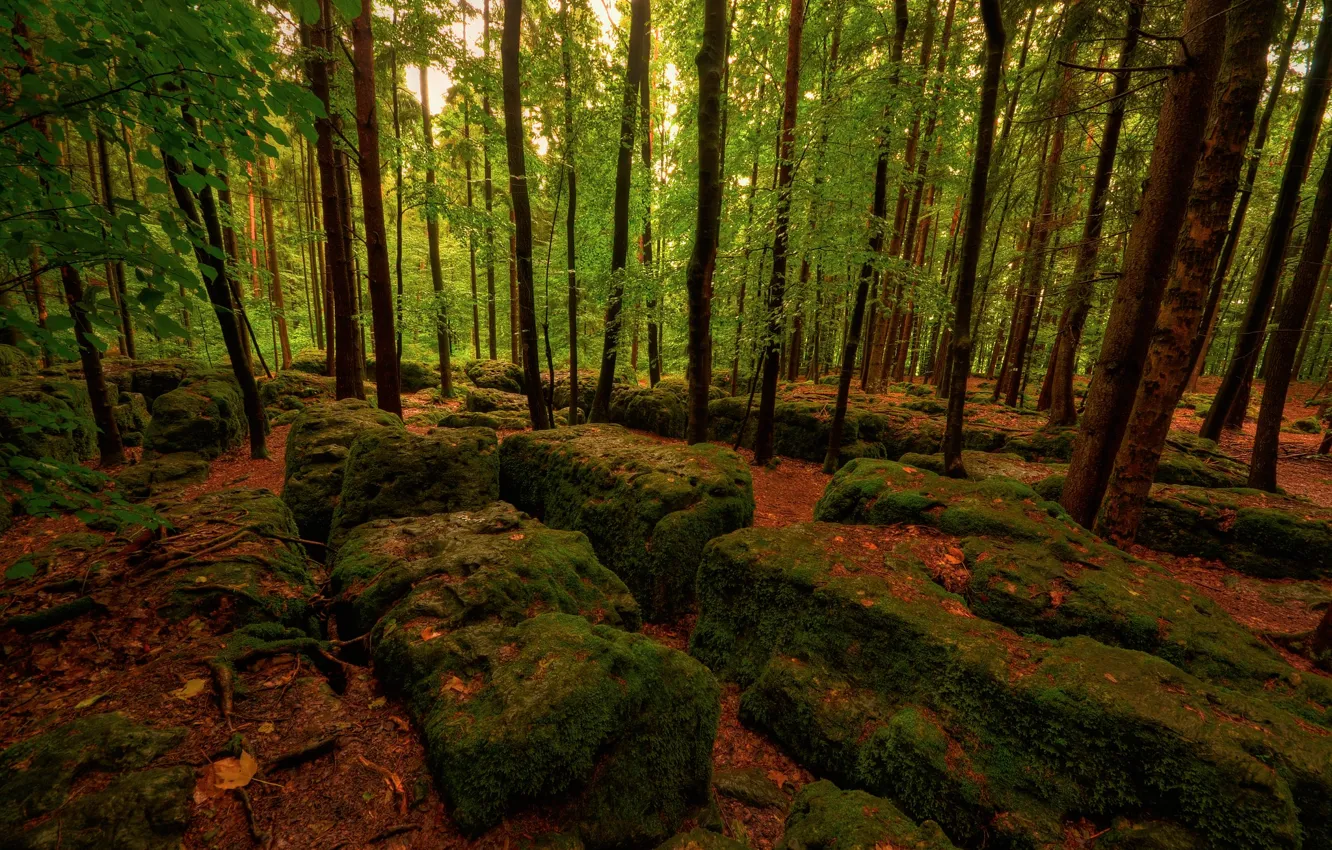Photo wallpaper autumn, forest, leaves, trees, stones, moss