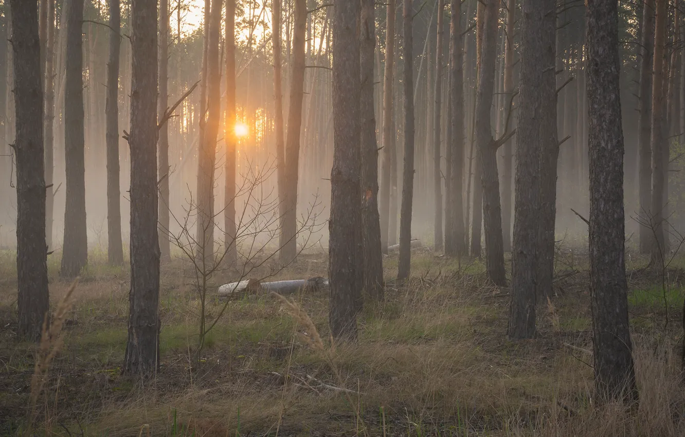 Photo wallpaper forest, grass, the sun, light, trees, fog, dawn, glade