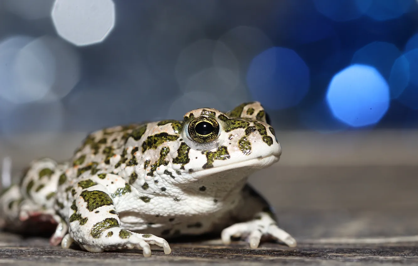 Photo wallpaper background, frog, bokeh