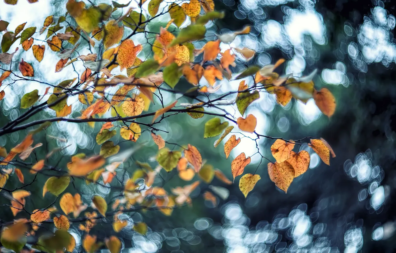 Photo wallpaper autumn, leaves, tree