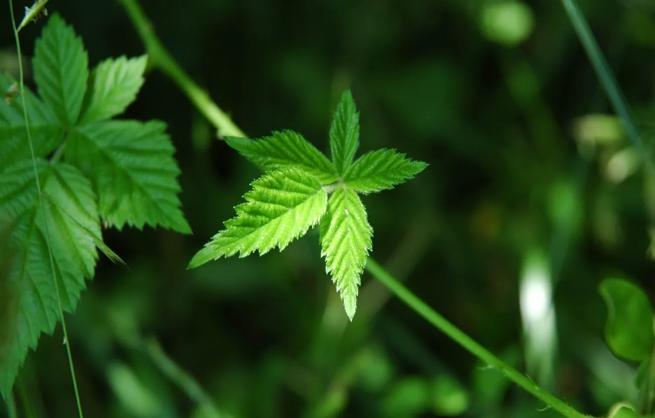 Photo wallpaper greens, macro, leaf
