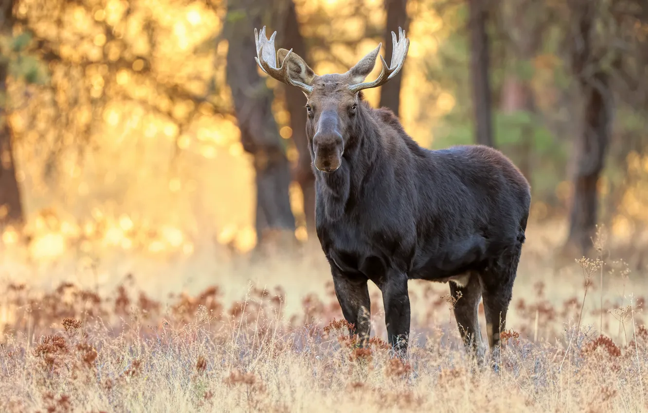 Photo wallpaper autumn, light, trees, moose, bokeh
