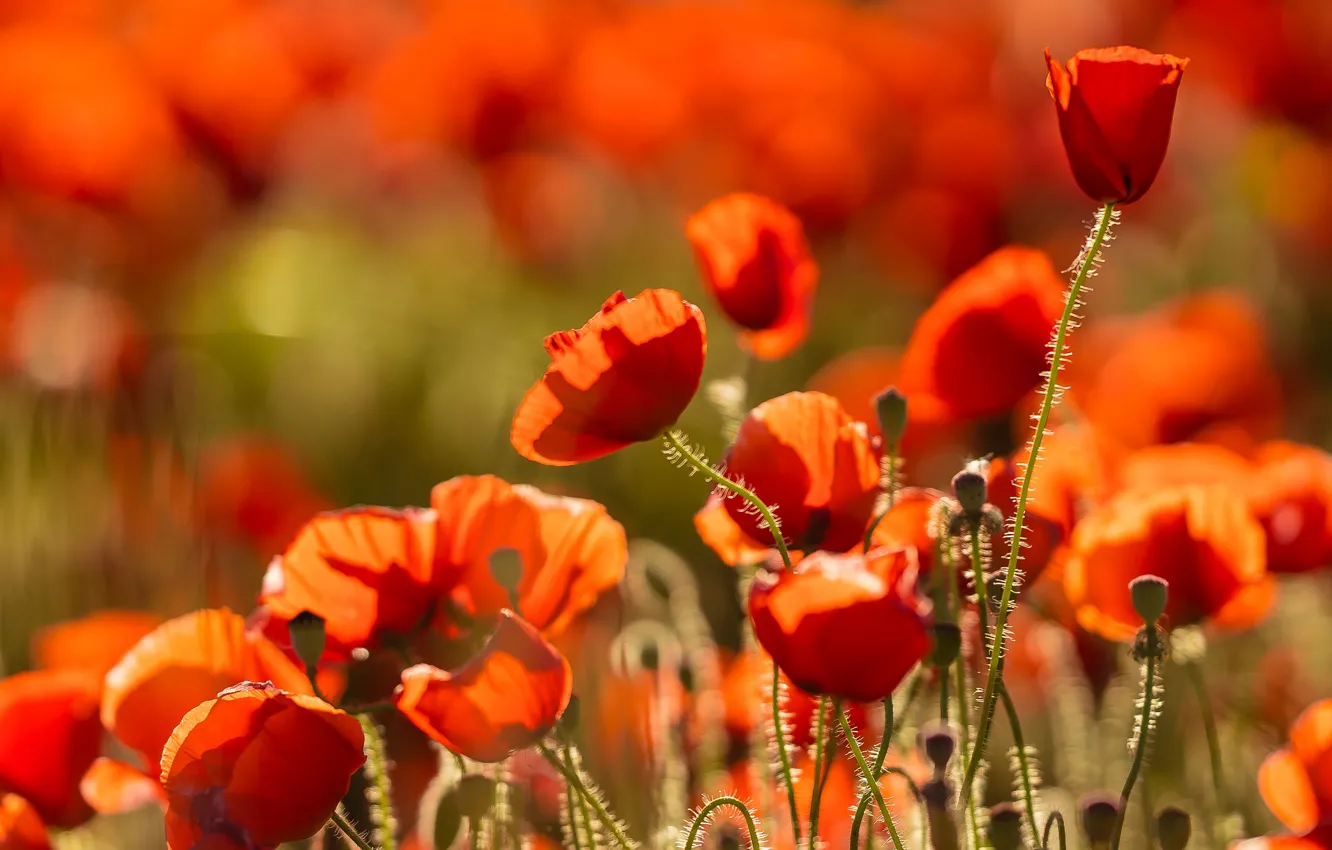 Photo wallpaper red, Maki, blur, al, buds