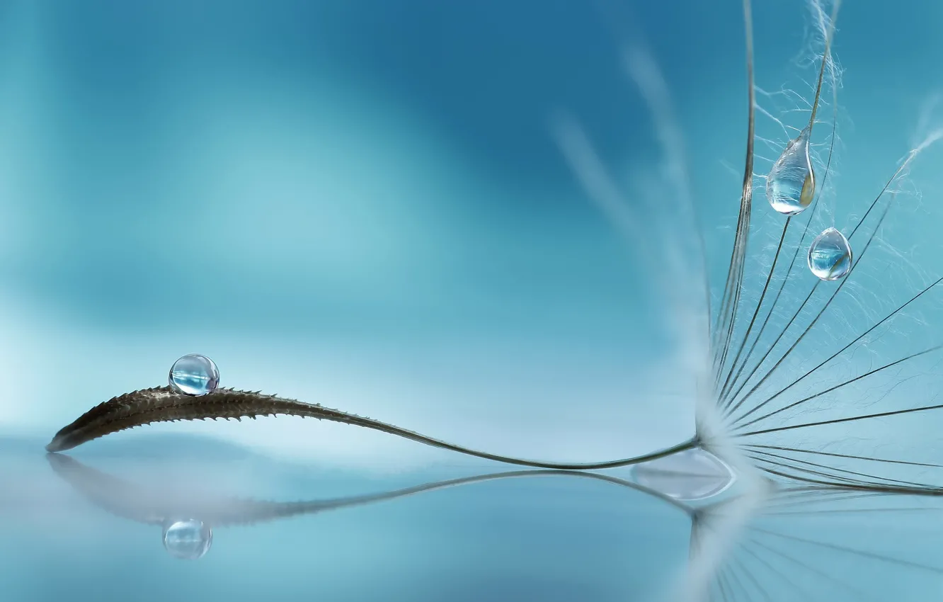 Photo wallpaper drops, macro, reflection, dandelion