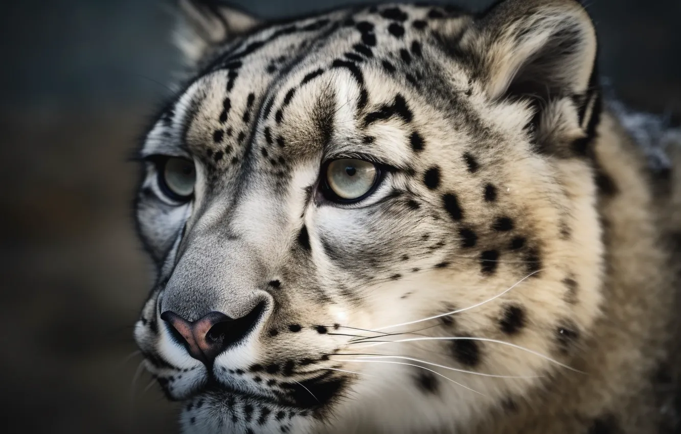 Photo wallpaper face, portrait, IRBIS, snow leopard, digital art, AI art, The Art of Artificial Intelligence, neural …