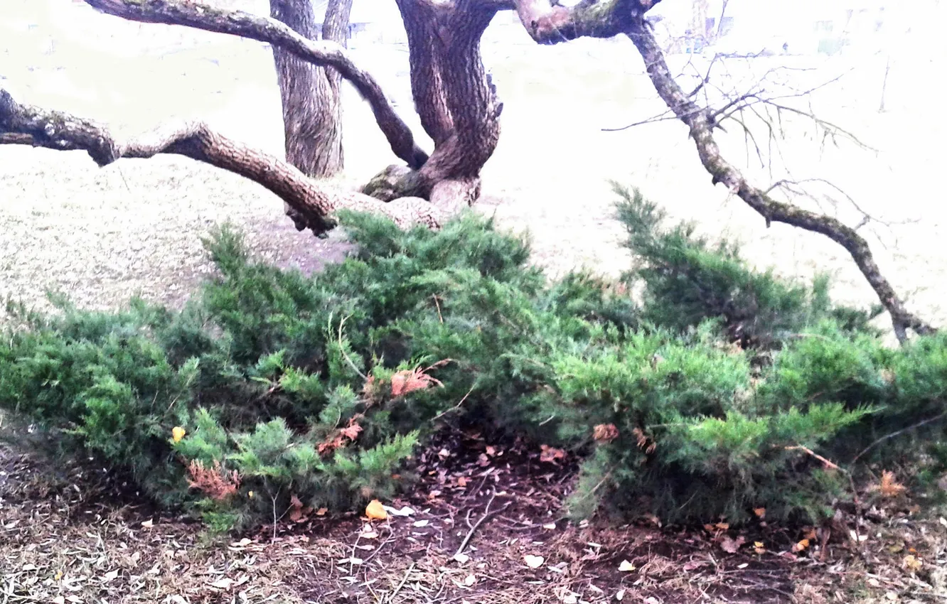 Photo wallpaper plant, juniper, December 2024